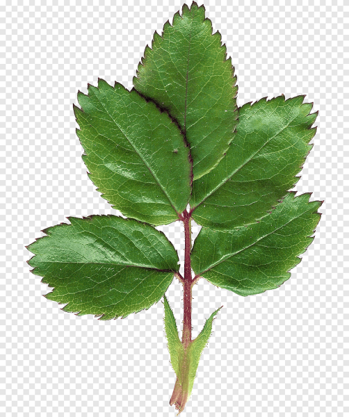 Лист шиповника на белом фоне