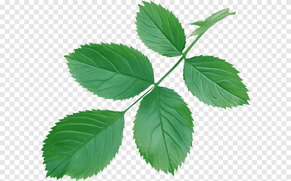 Цветки семейства розоцветных схема