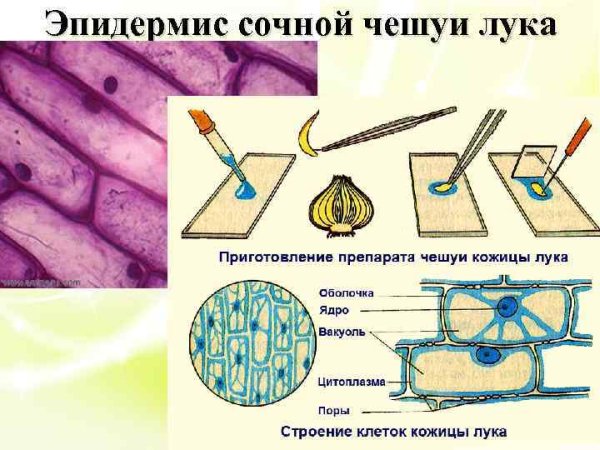 Клетки эпидермы сочной чешуи репчатого лука