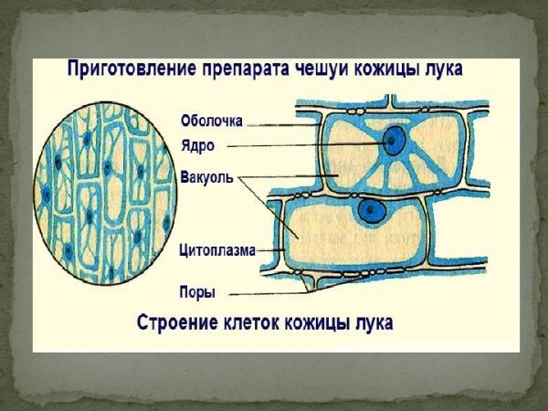 Клеточное строение клетки кожицы лука