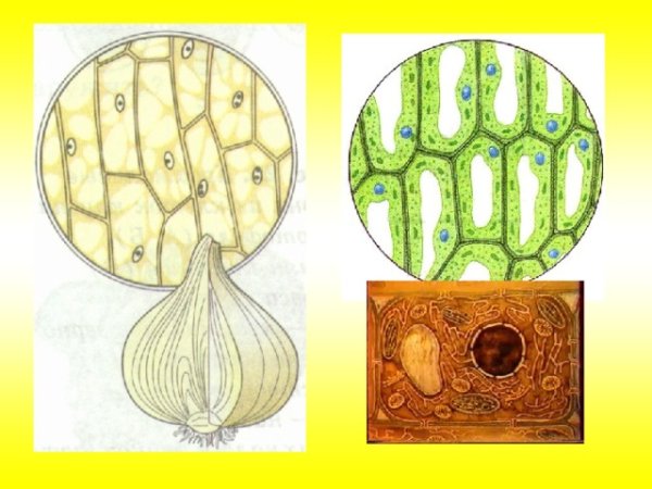 Клетки покровной ткани чешуи лука