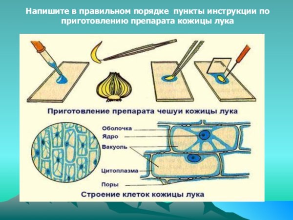 Клеточная мембрана кожицы лука