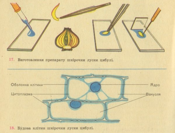Строение клетки кожицы чешуи лука