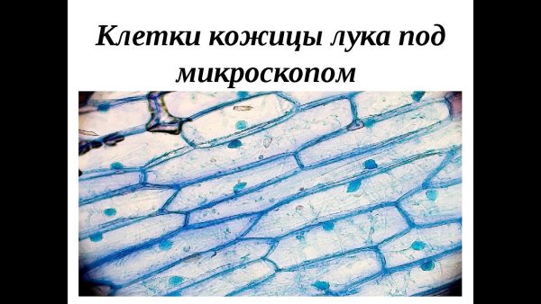 Строение кожицы лука под микроскопом