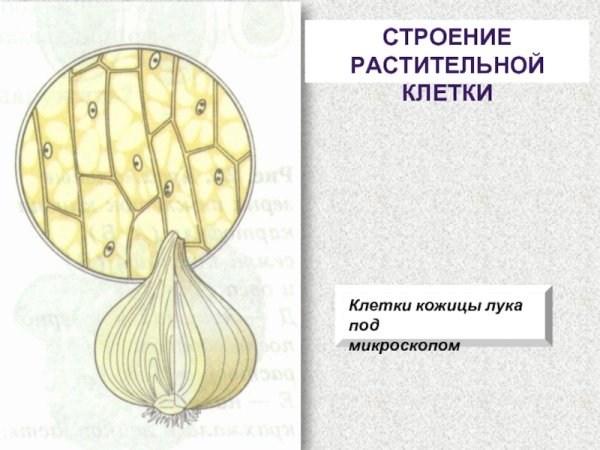 Строение клетки кожицы лука