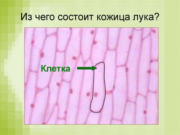 Строение клетки кожицы лука