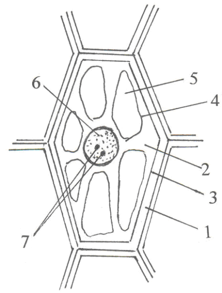 Рассматривание препарата кожицы чешуи лука
