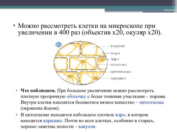 Препарат кожицы чешуи лука строение