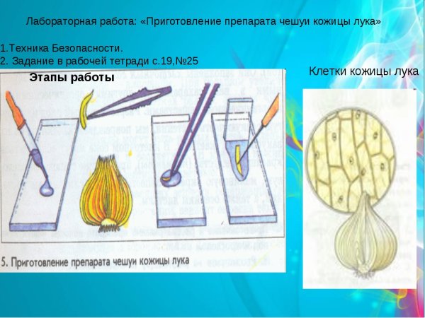 Клеточное строение клетки листа кожицы