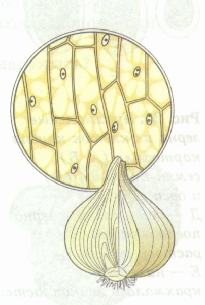 Клетки эпидермиса лука с подписями