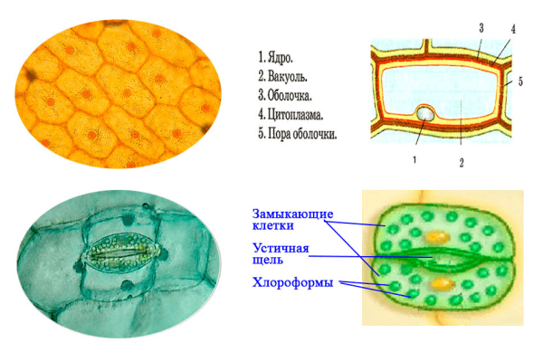 Клетки пленки лука под микроскопом