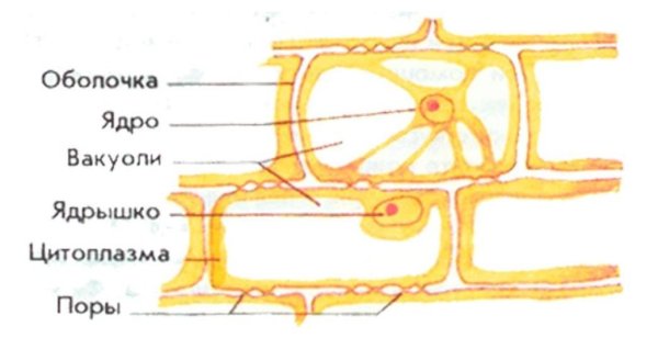 Кожица лука в микроскопе