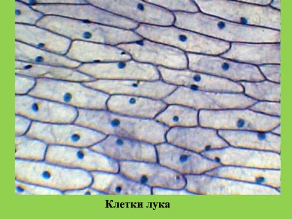 Препарат растительной клетки клетки кожицы чешуи лука