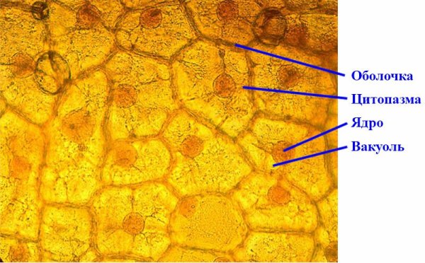 Клетки пленки лука под микроскопом х150