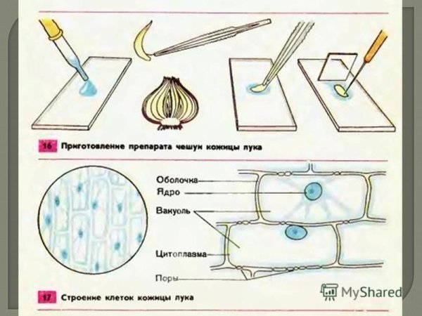 Клетки кожицы чешуи лука