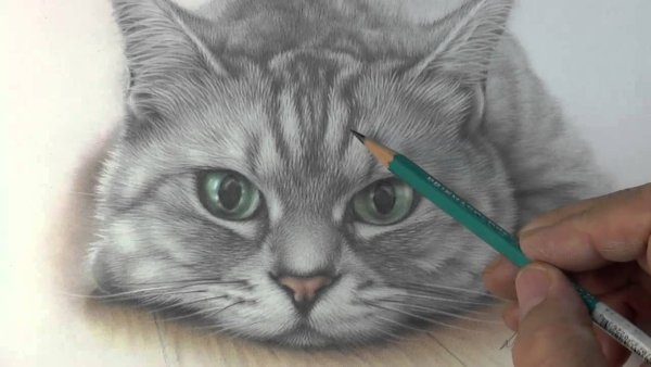 Шерсть карандашом