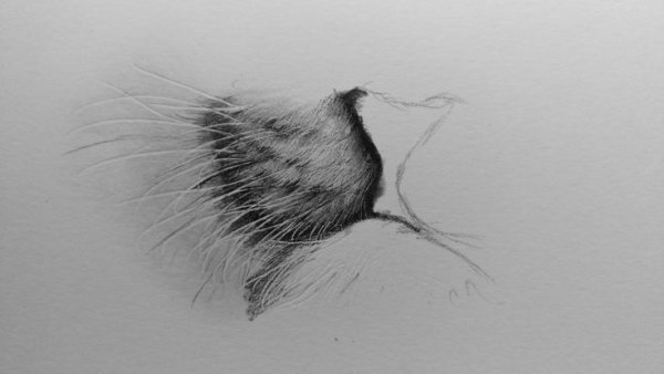 Шерсть карандашом
