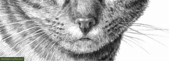 Шерсть карандашом