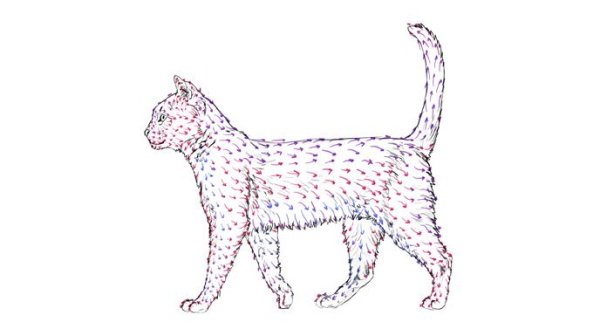 Направление шерсти у кошек