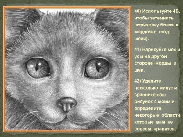 Кот штриховка карандашом