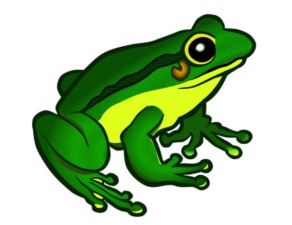 Лягушка картинка для детей