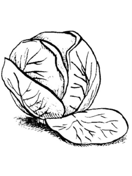 Капуста на белом фоне