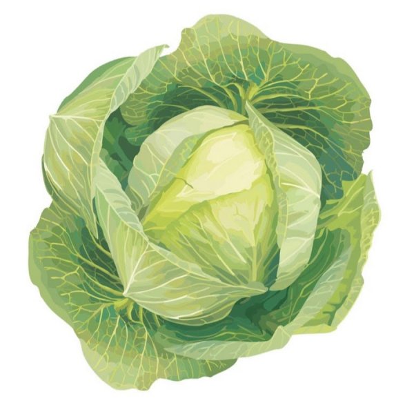 Капуста Flashcard