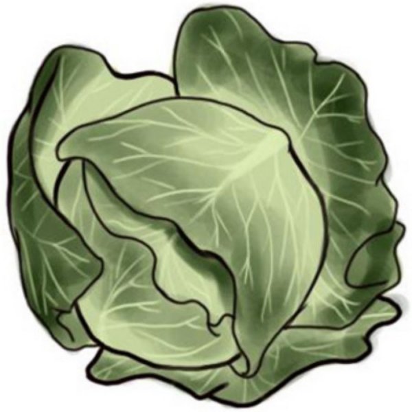 Савойская капуста вектор