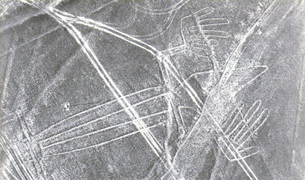 Ящерица на плато Наска