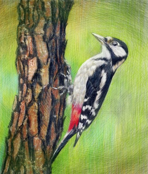 Г. Скребицкий пестрый дятел