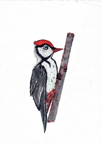 Дятел рисунок