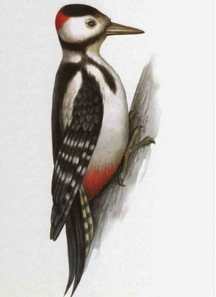 Изображение птиц для детей