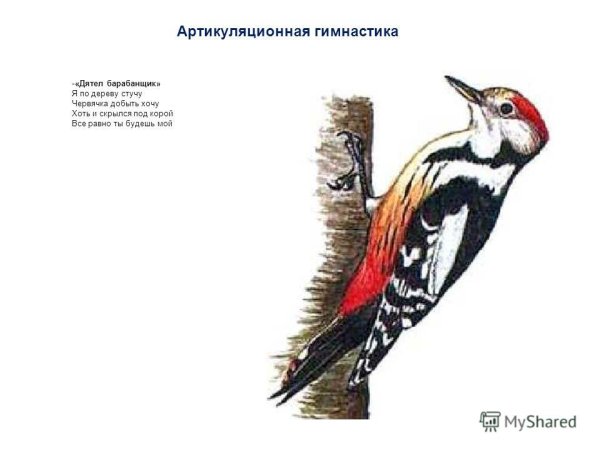 Дятел карточка