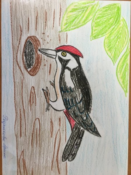 Скребицкий про дятла