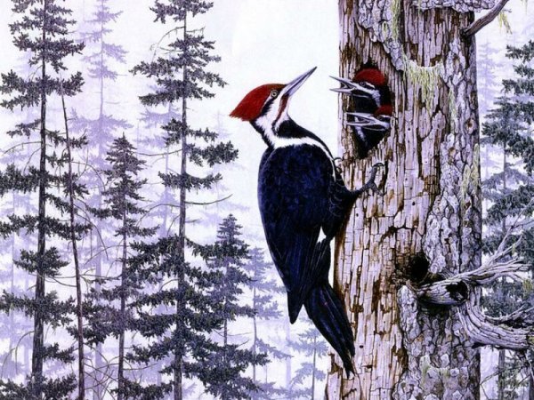 Дятел живопись