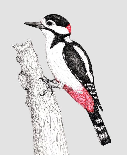 Рисование дятла