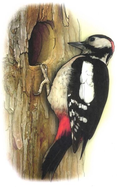 Лесной доктор пришвин иллюстрации