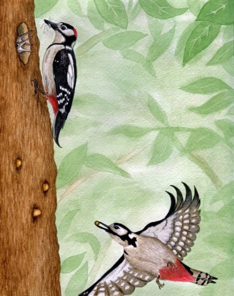 Дятел сидит на ветке