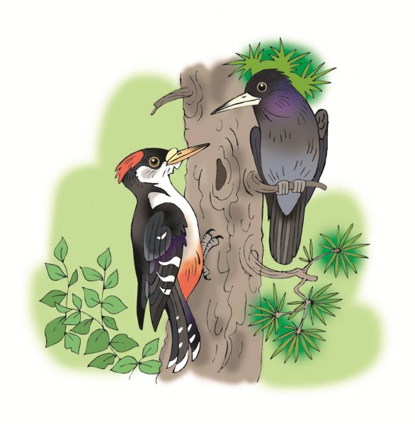 Дятел рисунок