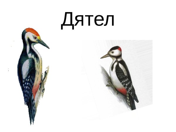 Дятел для детей