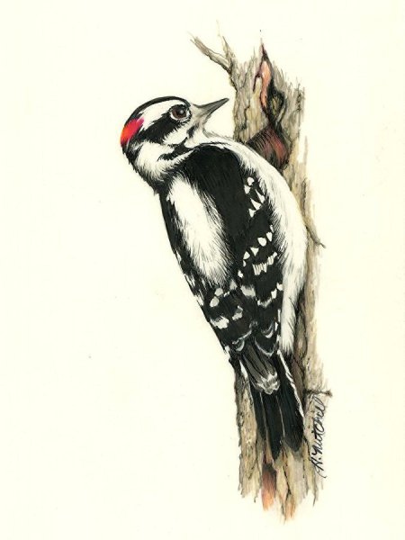 Голова дятла