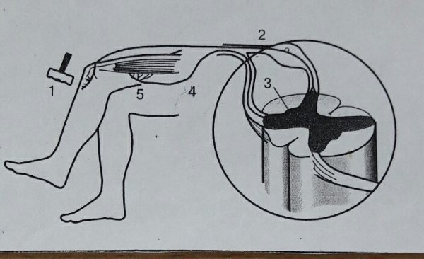 Коленный рефлекс без рефлекторной дуги