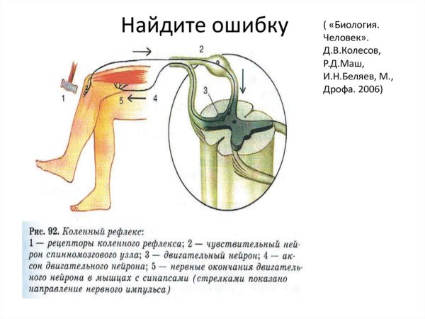 Рис 125 коленный рефлекс