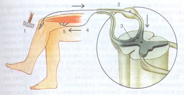 Рефлекторная дуга коленного рефлекса