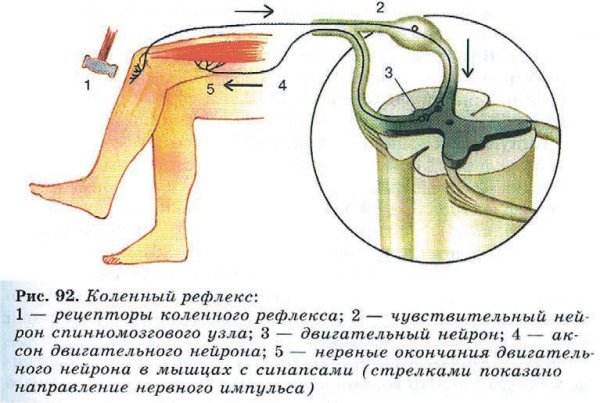 Рефлекторная дуга коленного рефлекса афферентное волокно