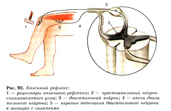 Схема рефлекторной дуги коленного рефлекса