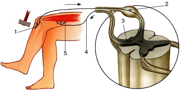 Рефлексы спинного мозга коленный рефлекс
