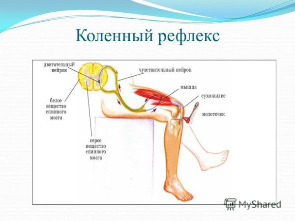 Рефлекторная дуга коленного рефлекса