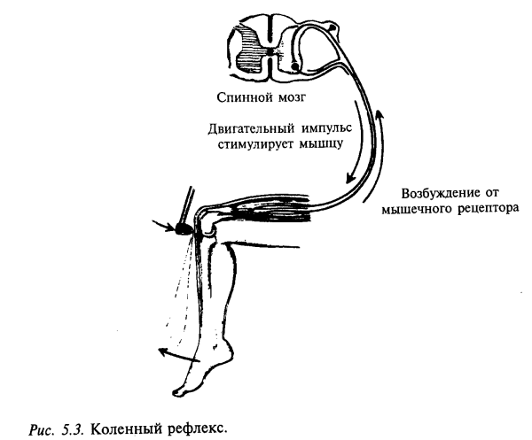 Схемы рефлекторных дуг коленного рефлексов