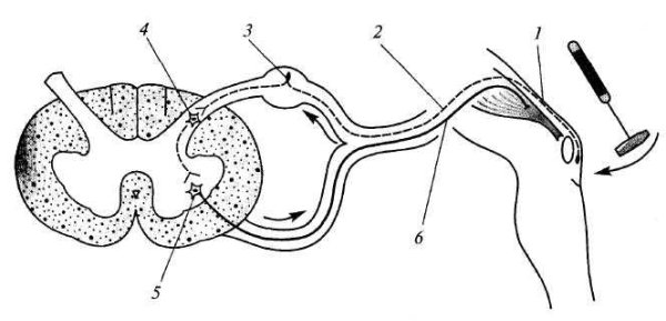 Отделы рефлекторной дуги коленного рефлекса